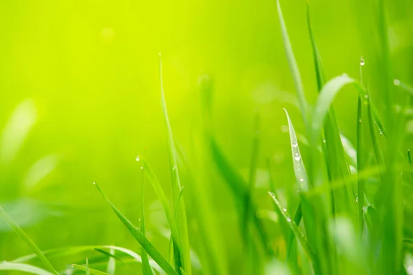 Hierba verde con gotas de agua, fondo floral natural . — Foto de Stock