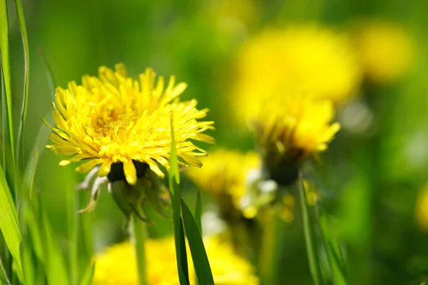 日当たりの良い畑で黄色のタンポポが育つ — ストック写真