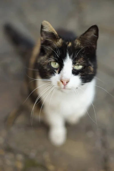 삼색 고양이 초상화, 녹색 눈으로 클로즈업 얼굴. — 스톡 사진