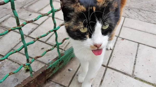 Tricolor gato engraçado com a língua puxada para fora e esqueceu de se esconder para trás . — Fotografia de Stock