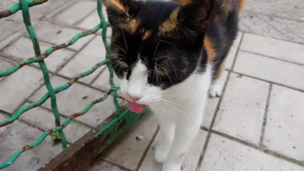 Tricolor Gato Engraçado Com Língua Puxada Para Fora Esqueceu Esconder — Vídeo de Stock