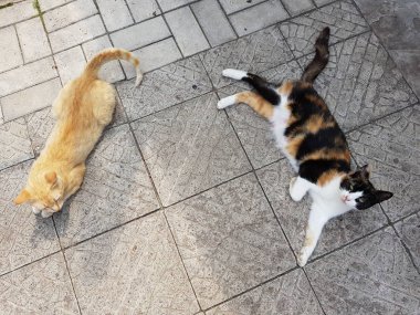 İki kedi bir taş karo zemin üzerinde yalan, yukarıdan görünüm