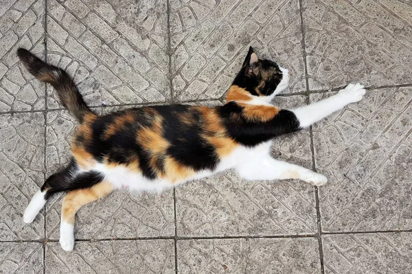 Gyönyörű Calico macska anyu feküdt a kőpadlón egy pózol, mint a legyek vagy ugrások, pénz macska, Maneki Neko — Stock Fotó