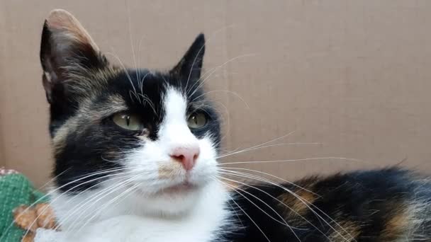 chat tricolore se trouve dans une boîte, gros plan visage avec les yeux verts 