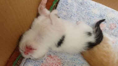 küçük beyaz sevimli yavru kedi dışarı asılı onun sırt üzerinde uyuyor