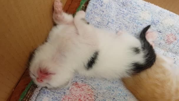 The little white cute kitten is sleeping on its back with its tongue hanging out — Stock Video