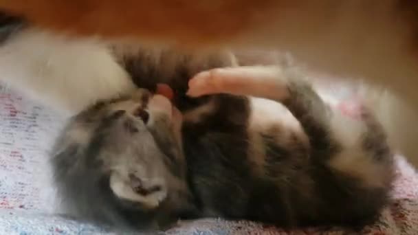 Küçük gri kedi yavrusu anne ile pençeleri oynuyor ve sonra kameraya bakıyor — Stok video