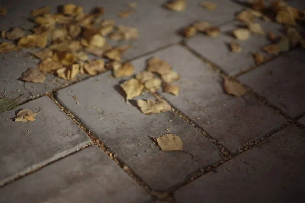 Le foglie d'oro secche di betulla si trovano su una pietra piastrellata — Foto Stock