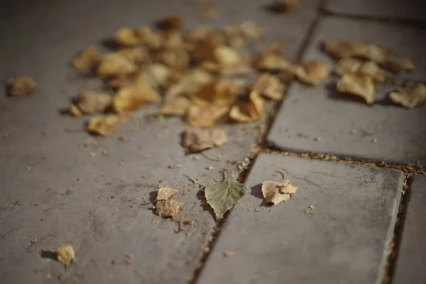 Le foglie di betulla secche si trovano su un pavimento di pietra piastrellato — Foto Stock