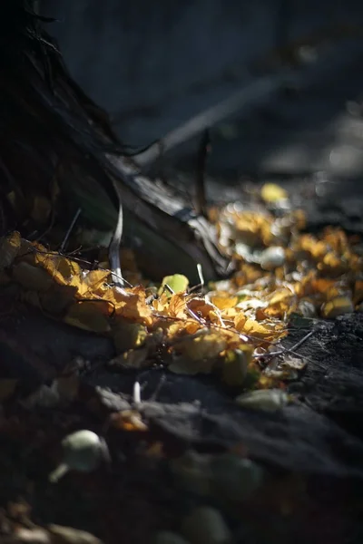 Сухе листя берези лежить біля стовбура винограду — стокове фото