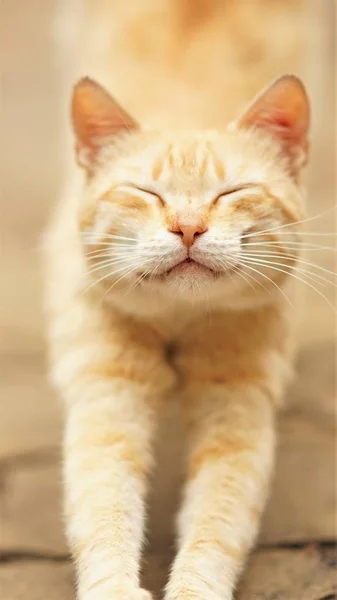 Cute ginger cat is stretching in the street with eyes closed — Stock Photo, Image