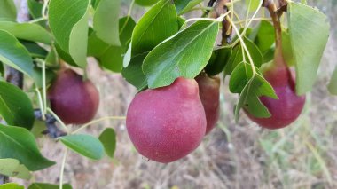 Yaz bahçesinde büyüyen olgun Koyu bordo armut ile genç meyve ağacı.