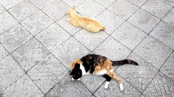 Två katter ligger på ett sten kakelgolv, utsikt från ovan, sommar resten av djuren utomhus — Stockfoto