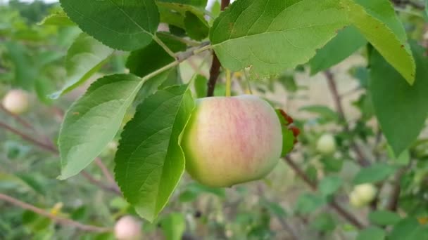 Äppelträd gren med en mognads frukt och frodiga gröna blad — Stockvideo