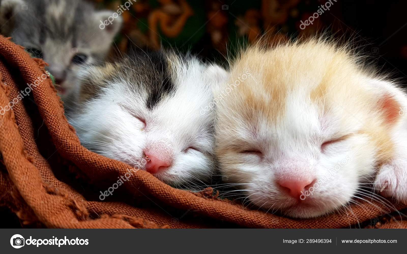 Two Cute Little Kittens Are Sleeping Close Up Of Faces Stock Photo Image By C Sonymoon 289496394