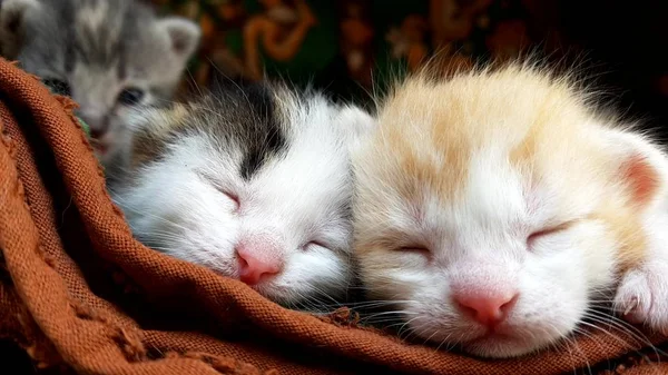 Дві милі маленькі кошенята сплять, крупним планом обличчя — стокове фото