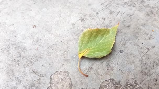 Ένα πράσινο φύλλο σημύδας βρίσκεται στο πέτρινο πάτωμα — Αρχείο Βίντεο