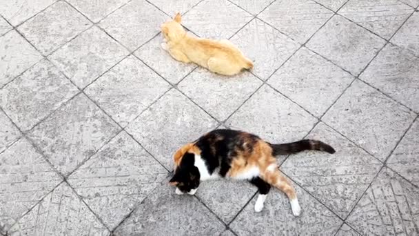 Dois gatos estão em um soalho de telha de pedra, visão de cima, resto de verão de animais ao ar livre — Vídeo de Stock