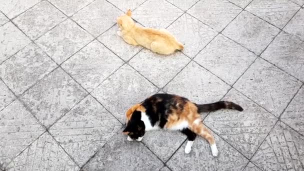 Dvě kočky leží na kamenné dlaždicové podlaze, výhled shora, letní zbytek zvířat venku