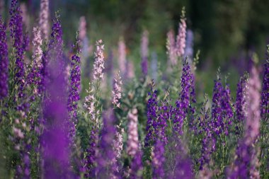 Farklı renklerde yabani güzel çiçekler ile Çiçek çayır