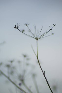 Mavi sis kuru çiçekler ile doğal arka plan