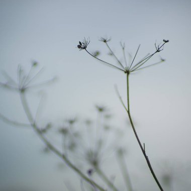 Mavi sis kuru çiçekler ile doğal arka plan