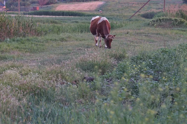 Campo rurale e solo mucca marrone mangia erba — Foto Stock