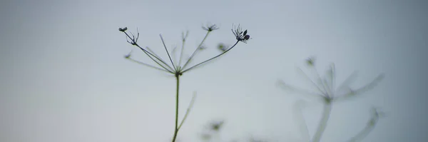 Naturlig bakgrund med torra blommor i blå dimma — Stockfoto