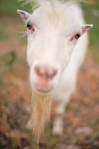 White Goat står på sommaren fältet, nospartiet närbild. — Stockfoto