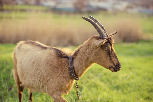 Одна коричневая рогатая коза пасется на летнем лугу. — стоковое фото