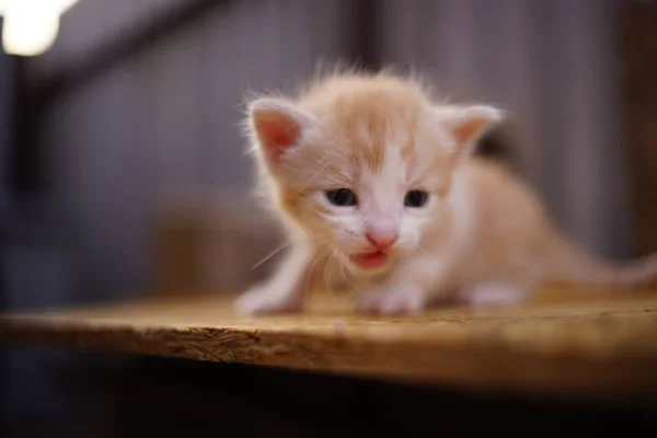 Alleen kleine rode kitten miauwt outdoor — Stockfoto