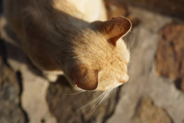 red cat sits on a tiled floor, close-up head at suset