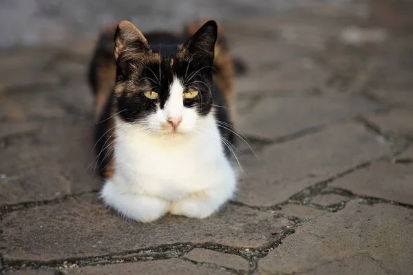 Tricolor kat liggend op de stenen vloer op de zomer werf — Stockfoto