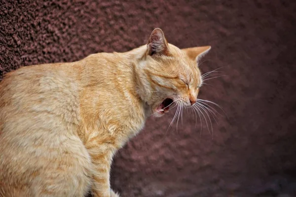 Pálido jengibre gato ampliamente bostezos, retrato en el perfil de primer plano — Foto de Stock