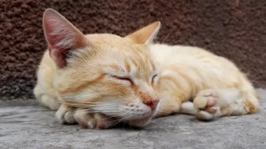 Yaz günü evin yakınındaki taş zeminde soluk zencefil kedi uyku