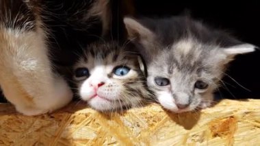 küçük kedi yavruları bir çit ile evlerinden miyav ve gözetleme, anne kedi onlara geldi