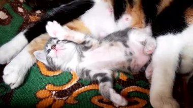 Gratuit Images Petit Chaton Scottish Duveteux Blanc Se Joue Avec Le Chat De Maman actualisé par