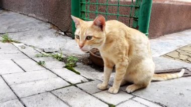 soluk kırmızı kedi ciddi komik bahçede oturan bir şey bakar.