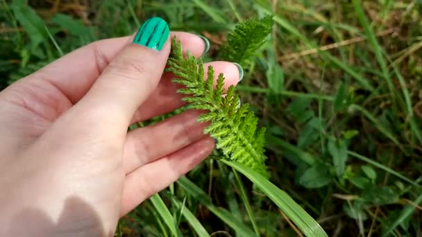 Young leaf of a yarrow flower touches a female hand on a natural background in the garden — Stock Footage Young Leaf Yarrow Flower Touches Female Hand Natural Background Garden Stock Footage