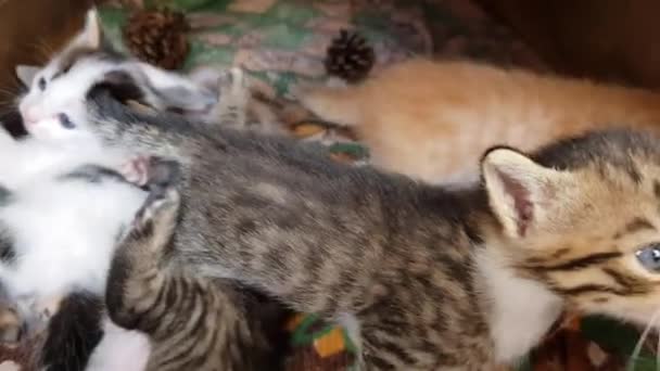 Piccoli Gattini Dagli Occhi Azzurri Giocare Miagolare Nella Loro Casa — Video Stock