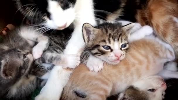 Little Blue Eyed Kittens Relax Mom Meow — Stock Video