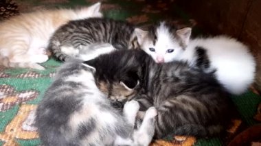 beş küçük benekli ve çizgili kedi yavrusu kucaklayan uyuyor, bir beyaz kedi yavrusu uykuya dalıyor