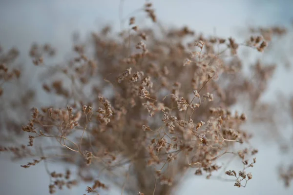 Natural background with dry flowers with soft focus. — Stock Photo, Image