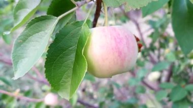 Bir olgunlaşma meyve ve yemyeşil yaprakları ile elma ağacı şube, yan görünüm çekim