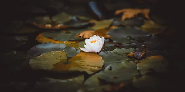 정원에 있는 하얀 수련 꽃 1개, 수련이 있는 연못. — 스톡 사진