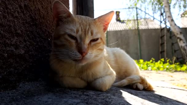 Pale gingembre chat repos sur le sol en pierre près de la maison dans la journée d'été, fond maison rurale avec cheminée et arbre 