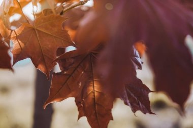 Güneş ışığı ile bir ağaç closeup kahverengi akçaağaç yaprakları