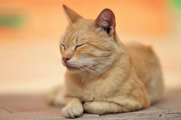 happy ginger cat rest outdoor, relaxation domestic animals