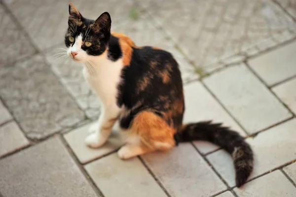 Maneki neko tricolor cat sitting outdoor, waiting for food — Stock Photo, Image