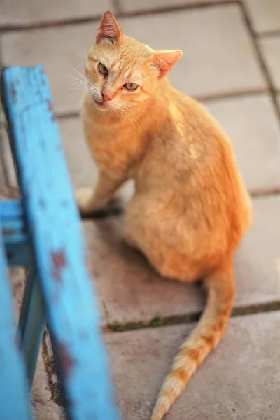 Rote Katze sitzt draußen neben blauer Holzbank. — Stockfoto